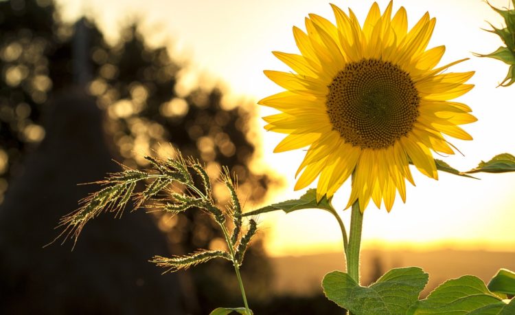 a sunflower during the day
