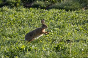 bunny 