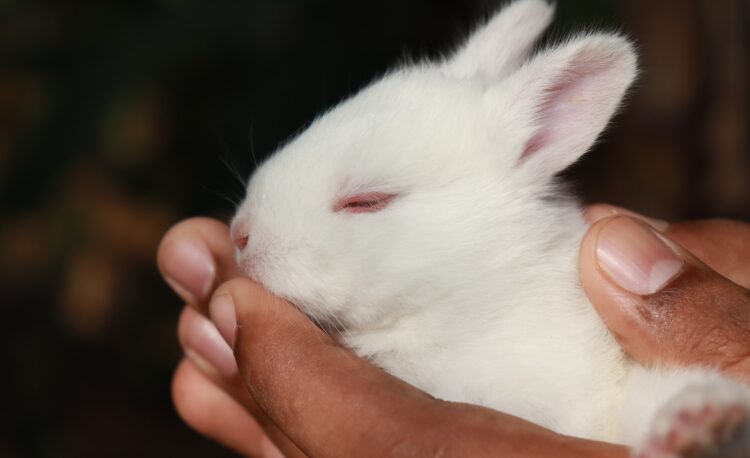 bunny