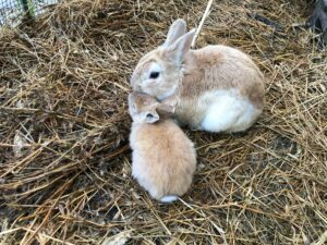 bunnies 